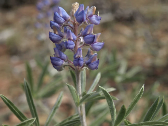 Lupinus palmeri image