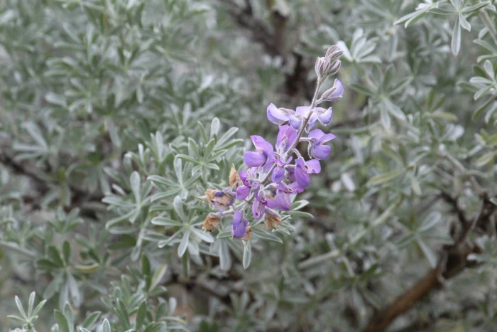 Lupinus chamissonis image
