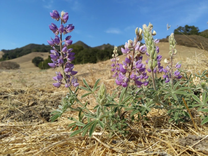 Lupinus formosus image