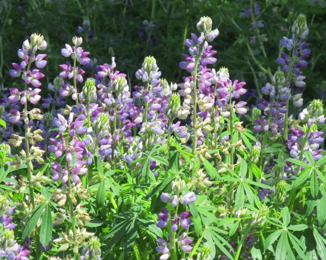 Lupinus latifolius image