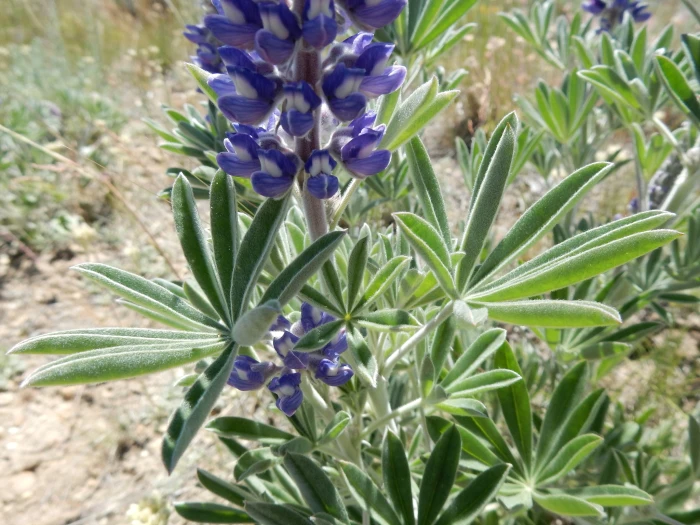 Lupinus leucophyllus image