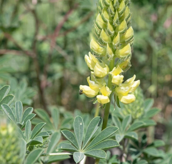 Lupinus luteolus image