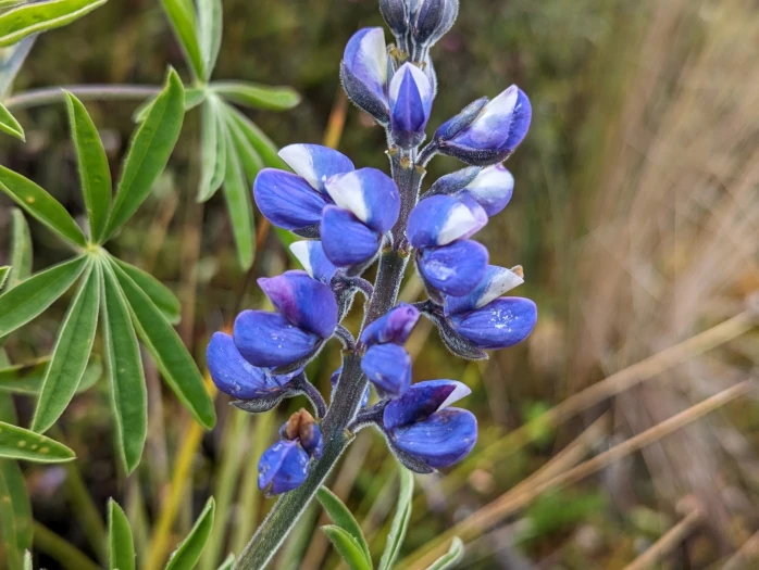 Lupinus mutabilis image
