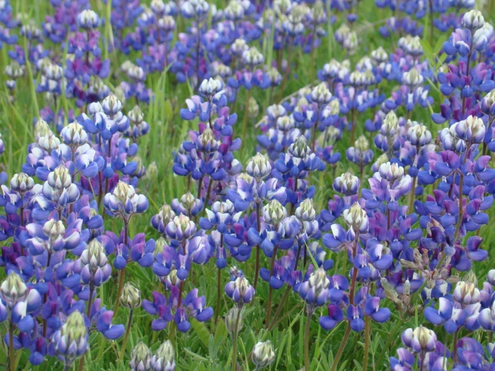 Lupinus nanus image