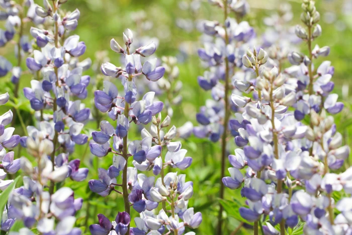 Lupinus perennis image