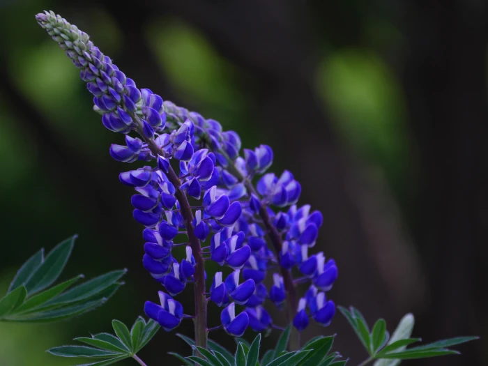 Lupinus polyphyllus image
