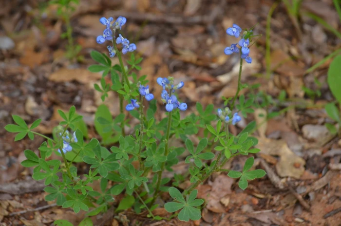 Lupinus subcarnosus image