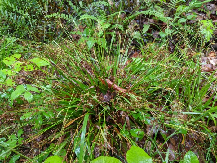 Luzula acuminata image