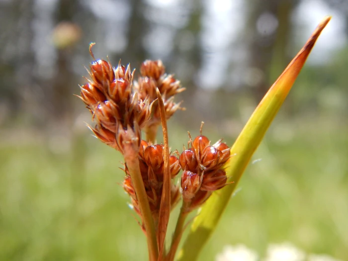 Luzula comosa image