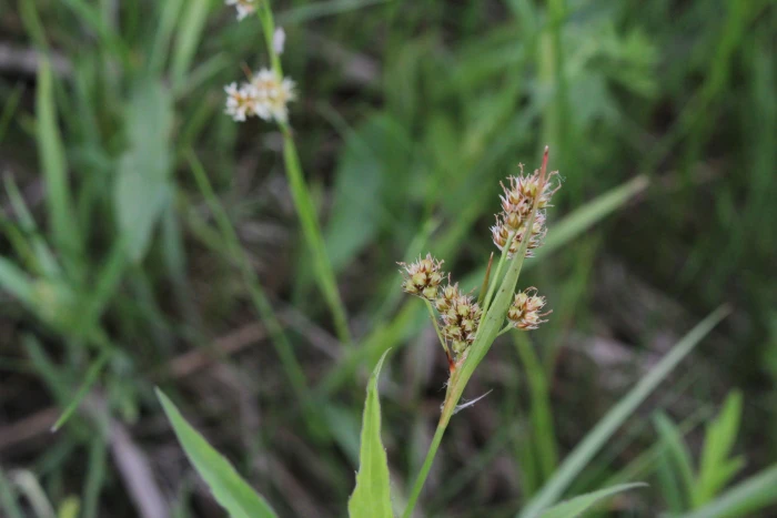 Luzula multiflora image