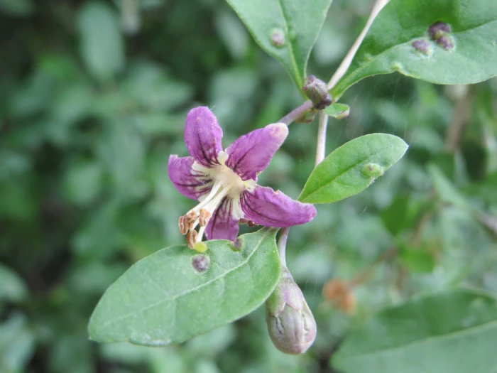 Lycium barbarum image