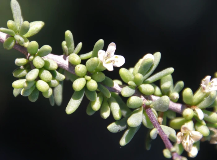 Lycium californicum image