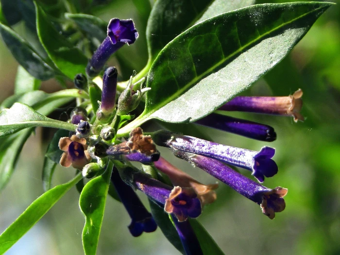 Lycium cestroides image