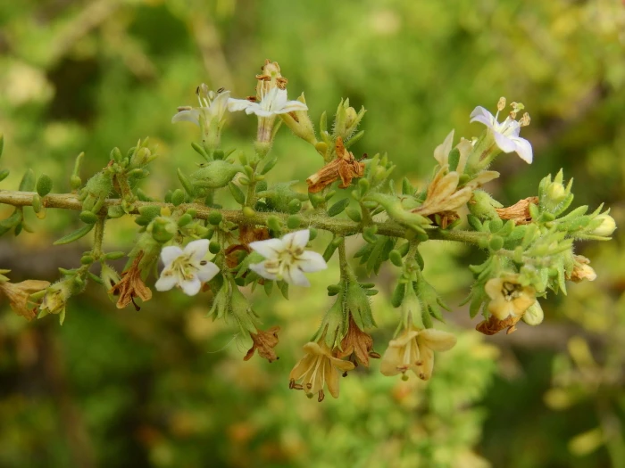 Lycium chilense image