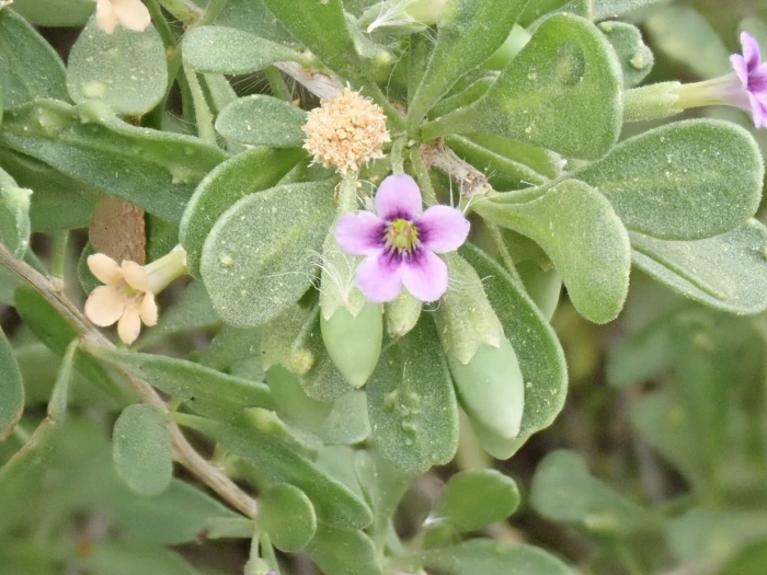 Lycium fremontii image