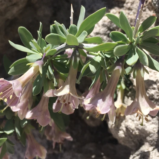 Lycium pallidum image