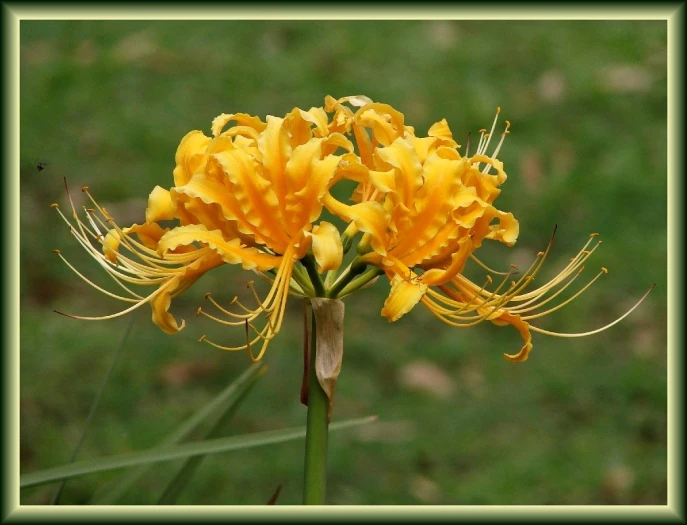 Lycoris aurea image