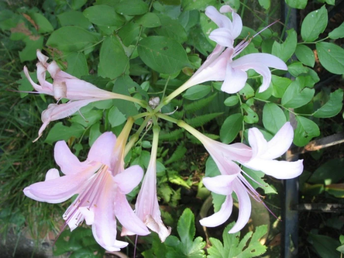 Lycoris squamigera image