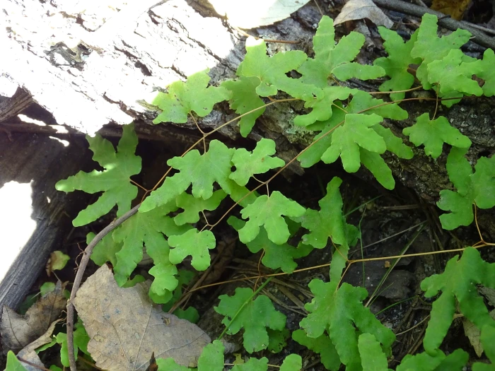 Lygodium palmatum image