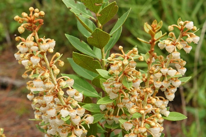Lyonia fruticosa image