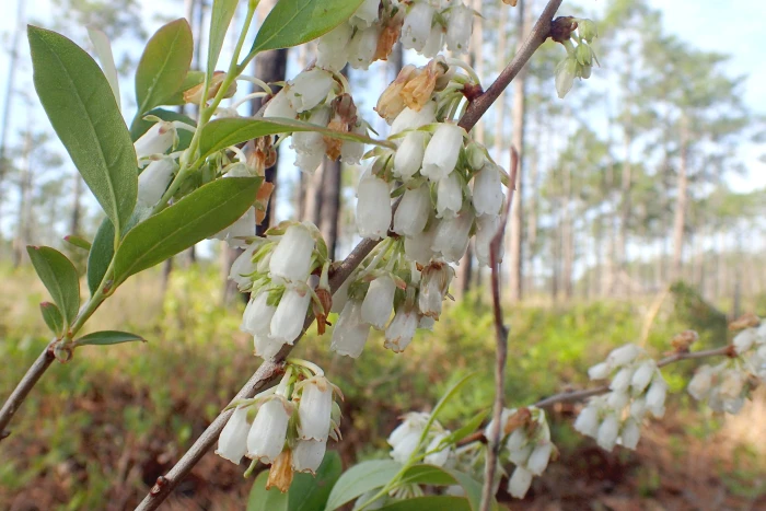 Lyonia mariana image