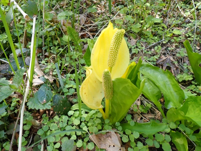 Lysichiton americanus image