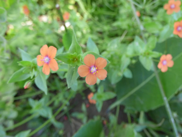 Lysimachia arvensis image