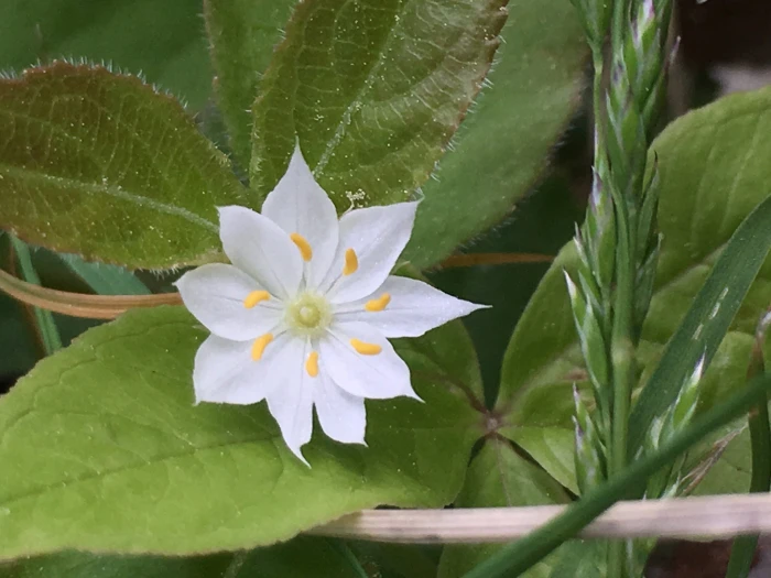 Lysimachia borealis image