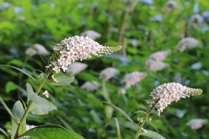 Lysimachia clethroides image