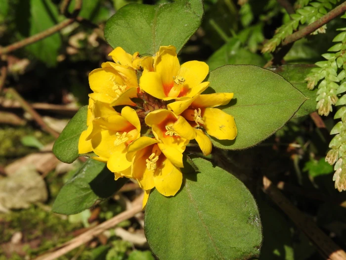 Lysimachia congestiflora image