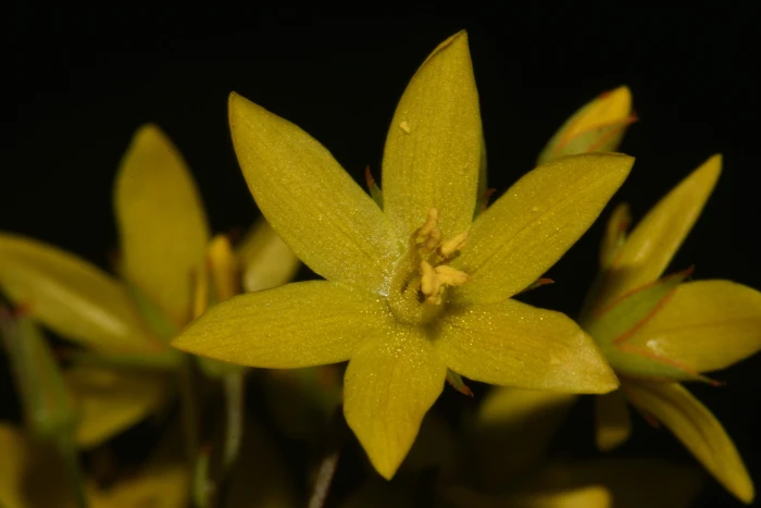 Lysimachia fraseri image