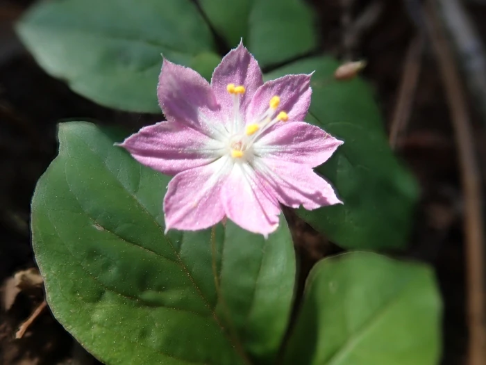 Lysimachia latifolia image