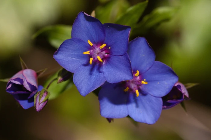 Lysimachia monelli image