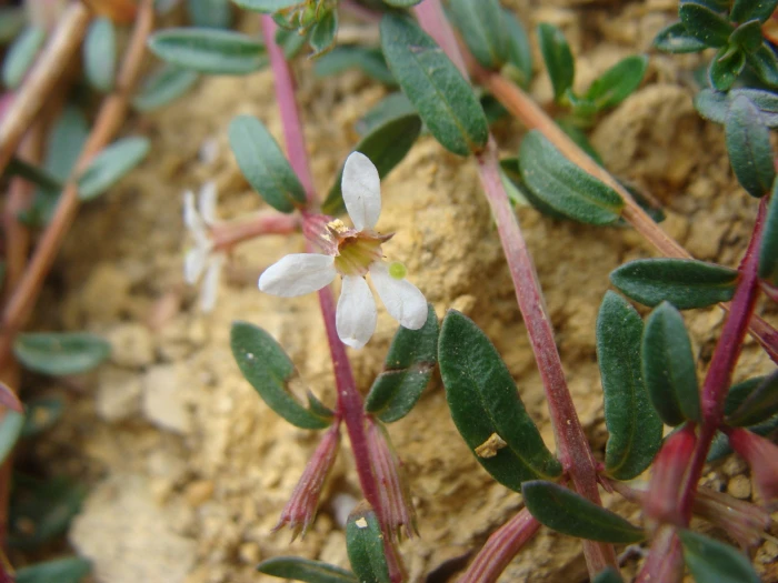 Lythrum gracile image
