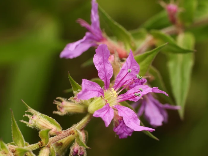Lythrum salicaria image