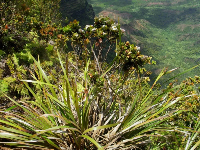 Machaerina angustifolia image