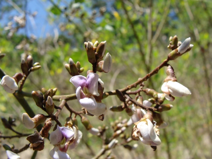 Machaerium biovulatum image