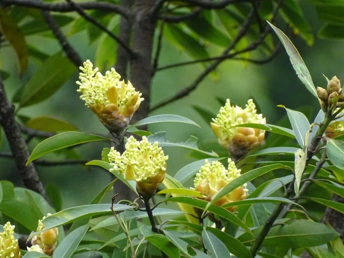Machilus pauhoi image