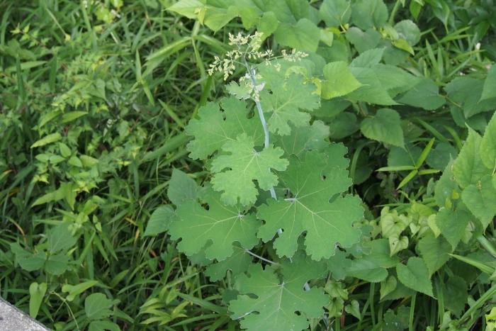 Macleaya cordata image
