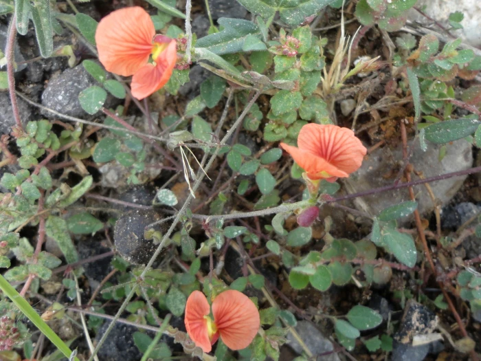 Macroptilium gibbosifolium image