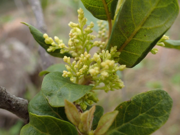 Maesa lanceolata image