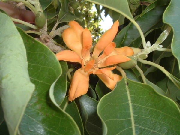 Magnolia champaca image
