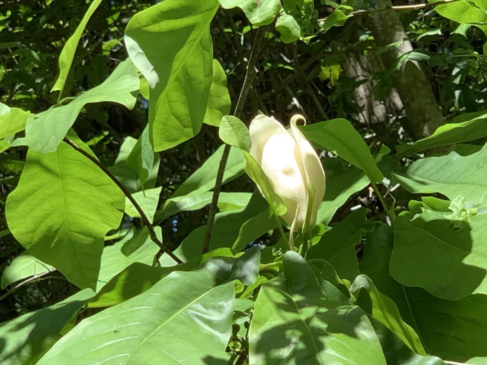 Magnolia pyramidata image