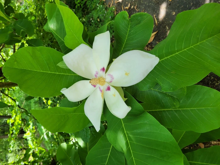 Magnolia macrophylla image