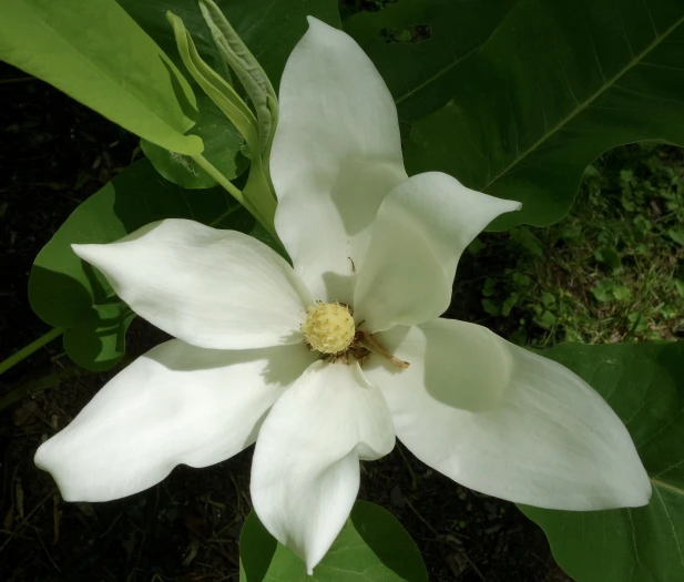 Magnolia ashei image