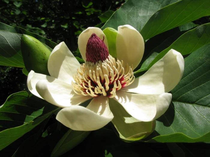 Magnolia obovata image