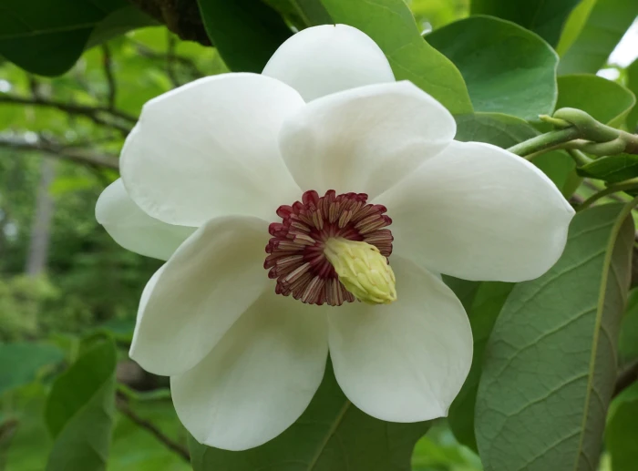 Magnolia sieboldii image