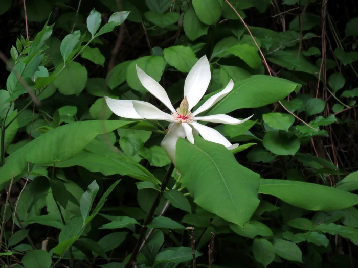 Magnolia tripetala image