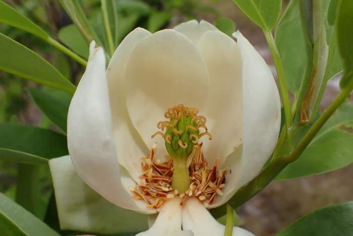 Magnolia virginiana image