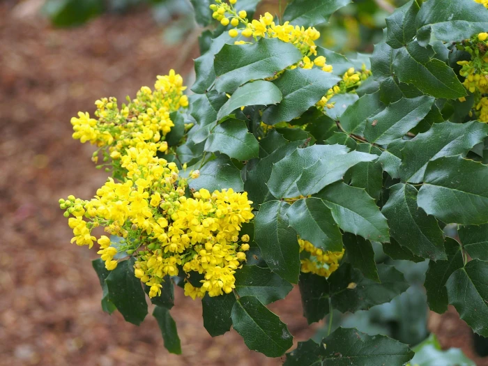 Mahonia aquifolium image
